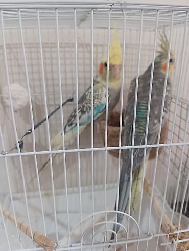 bulbul quşu satışı: Nimfalar (Cockatiel) cütü – qəfəs və aksesuarlarla - Növ: Nimfa — 1