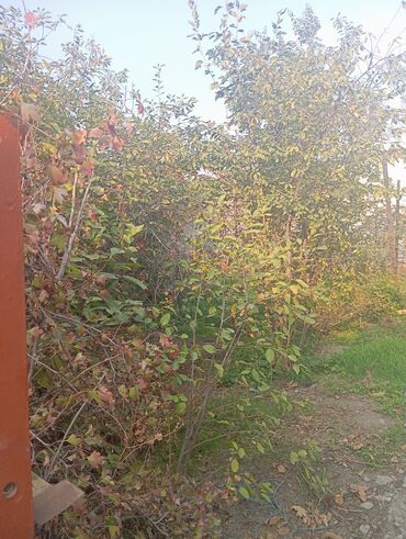 Продажа домов: Барачный, 42 м², 2 комнаты, Собственник, Косметический ремонт at lalafo.kg — 10 Продажа домов: Барачный, 42 м², 2 комнаты, Собственник, Косметический ремонт — 10