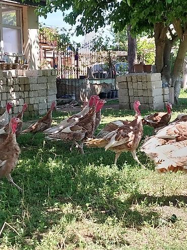 Quşlar: Kanada Borbon hindiuşkaları satılır ! 
28 fevral çıxmış cücələrdi ! — 7