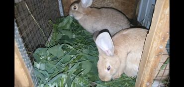 животные: Продаются 7 кроликов, вместе с клетками
