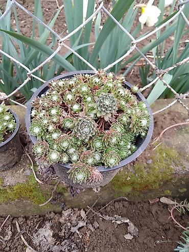 Ostale kućne biljke: Sukulenti u saksijama – više vrsta - Sedum (različite sorte) — 10