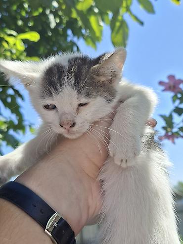 котят ош: Отдам котят. 3 мальчика 3 девочки. котятам 2 месяца, кушают сами уже — 6