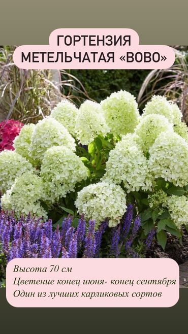 Садовые цветы и кустарники: Продаю шикарные кусты гортензии! Хороший выбор сортов: -метельчатая — 9