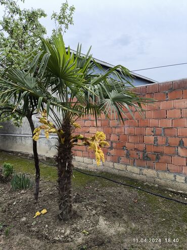 mal dili bitkisi: Palma ağaci