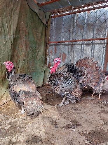 Индюки: Продаю | Индюк (самец) | Для разведения | Племенные — 6