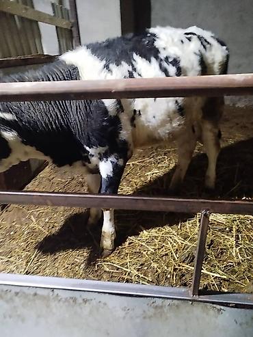 Коровы, быки: Продаю | Музоо, торпок | На откорм — 5