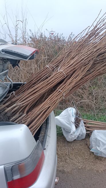 Ağaclar: Yalnız bizim təsərfatimizda bölgələrə uyğun olaraq ağacların kok — 14