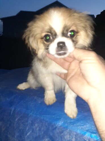 İtlər: Pekines, 2 ay, Dişi, Ödənişli çatdırılma — 1