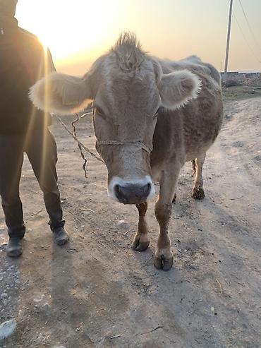 Коровы, быки: Продаю | Корова (самка) | Швицкая | Для молока — 2