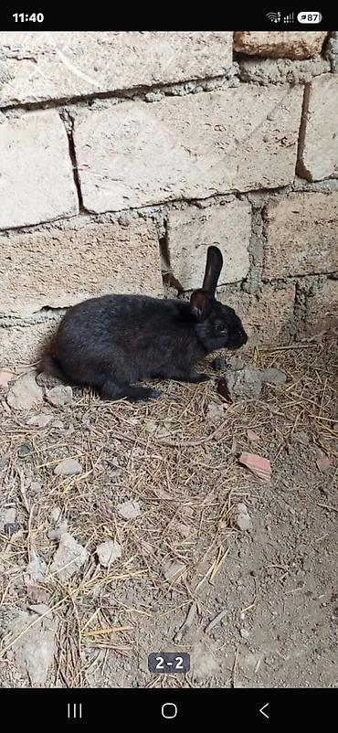 van kedisi qiymeti: Qara dovşan 1 Ana 3 bala - Rəng: tam qara - Qulaqlar: uzun, dik - — 1