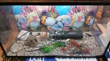 компрессор для аквариума бишкек: Akvarium. Tutum: 84 litr, uzunlugu 70 sm, eni 30 sm, derinliyi 40 sm