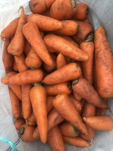 купить рабочую охотничью собаку: Кормовая мытая морковь для КРС и МРС в мешках