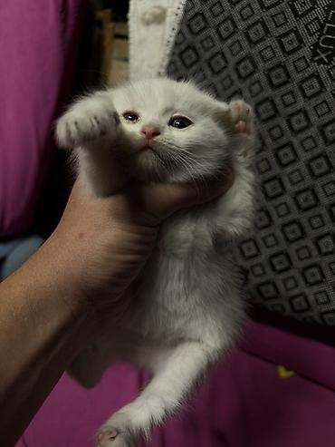 котята простые: Котята - Возраст: маленькие котята, только начинают активно изучать — 5