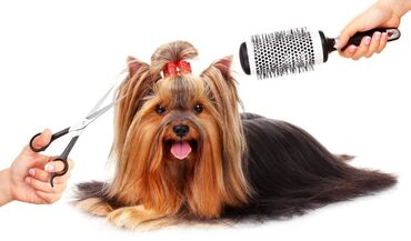 iş vakansiyaları part time: 🔹 Groomer tələb olunur 🐾 İşə məsuliyyətli, səliqəli, heyvanları sevən