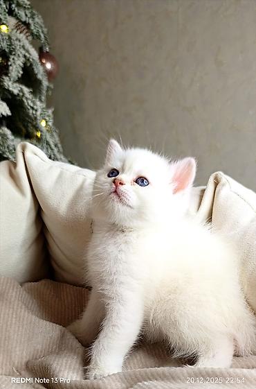 Pişiklər: Britan — 11