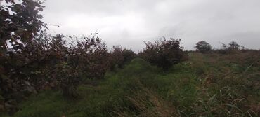 Torpaq sahələrinin satışı: 93 sot, Kənd təsərrüfatı — 4