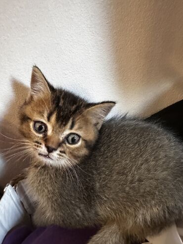 шотландский вислоухий кот рыжий: Скотиш Фолд (Шотландская вислоухая), 3 месяца, Мальчик, Золотая шиншилла, Проглистована, Приучена к лотку