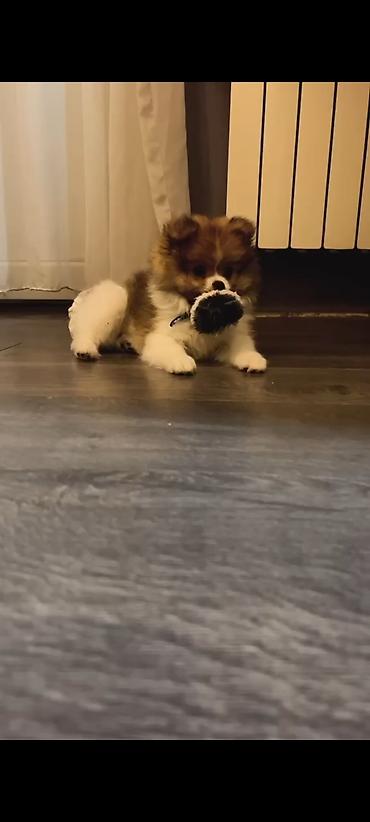 it pug: Şpitz, 3 ay, Erkək — 1