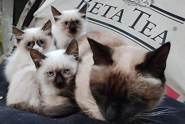 Продажа кошек: Сиамские котята — 4
