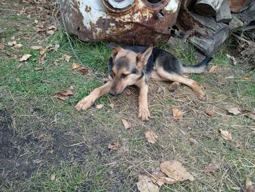 оборудование для корма: Немис овчаркасы, 7 айлык, Эркек