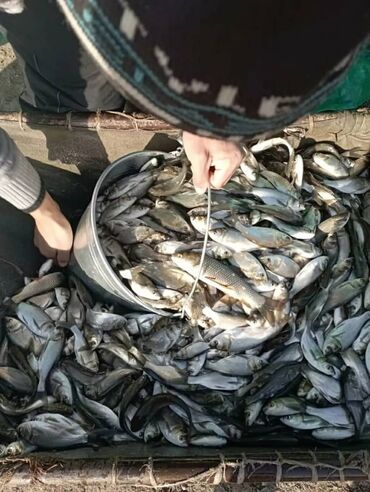 рыбы мальки: Малёк 450 сом карп амур