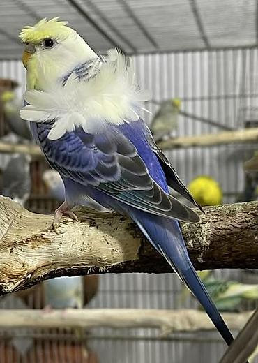 Tutuquşları: Yaponic cütü 70 azn — 18