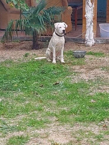 собаки в добрые руки бесплатно: Dogo Argentina. Dəyərindən aşağı verilir pula ehtiyac var deyə