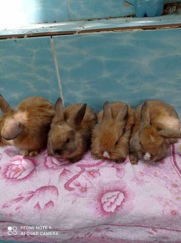 Декоративные кролики: Карликовые декоративные крольчата по 1200 сом — 3