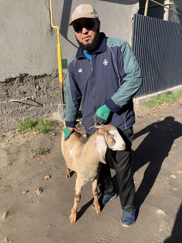 дойный коза: Продается козел. 5 месяцев. Отец 100% камори. Мама смесь. На пике дает