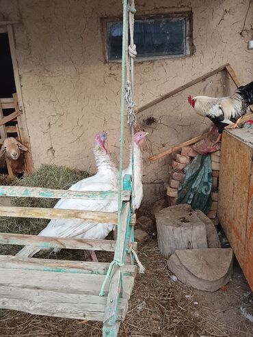 Индюки: Продаю | Индюшка (самка) | Бройлерная | Для разведения | Племенные — 8