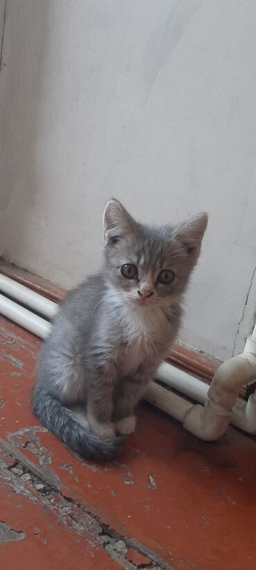 pişiy əşyaları: Yaxşı əllərə