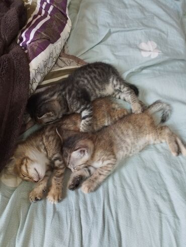 кошка с разными глазами: Кошка даром: Беспородная, 2 месяца, Мальчик, Приучена к лотку, Проглистована