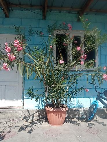 кол чырак фото: Крупные уличные кадки с цветущими декоративными кустарниками. - — 1