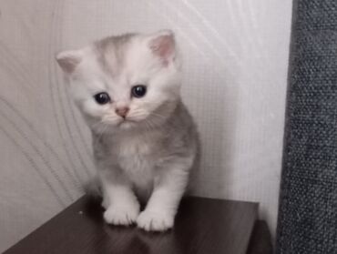 Продажа кошек: Скотиш Страйт (Шотландская прямоухая), 1 месяц, Мальчик, Серебристая шиншилла, Приучена к лотку, Проглистована