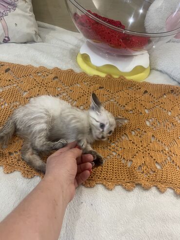 кошки без шерсти: 1 месяц, Мальчик, Приучена к лотку, Проглистована, С прививками