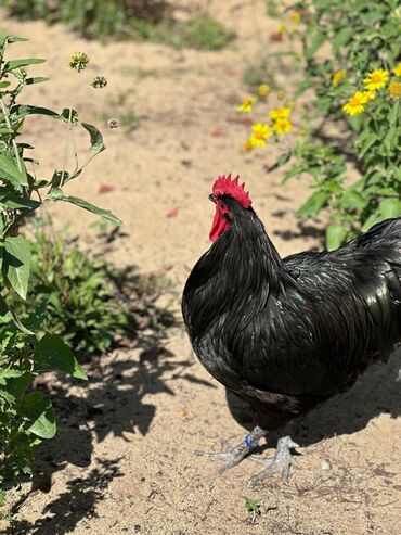 Xoruzlar: Xoruz, il: 1, Pulsuz çatdırılma — 12