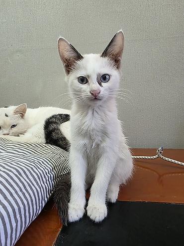 ищу котят: Отдаю котят, только ответсвенным хозяевам — 1