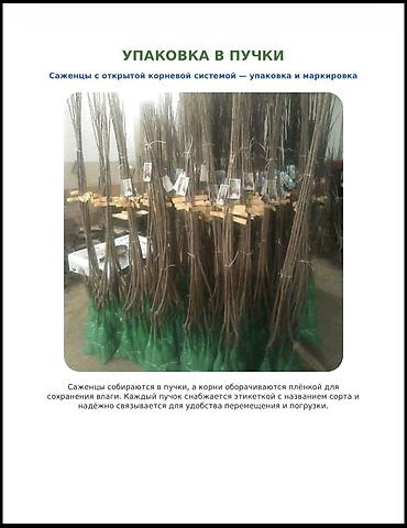 пекан саженцы купить: Саженцы персика и нектарина, 150-220 см, опт и розница Саженцы — 7