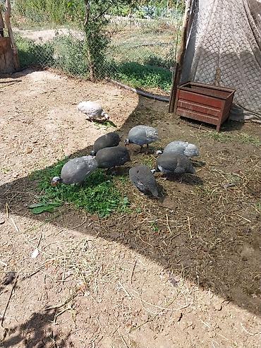 простые птички: Продаю | Куры | Для разведения — 6