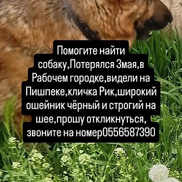 Бюро находок: Пропала собака — немецкая овчарка, кличка Рик, 8 лет. - Порода — 4