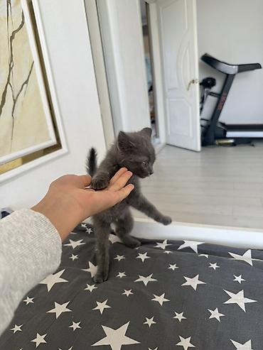 котята британские: Отдам котенка в заботливые руки. - Порода: короткошёрстный — 1