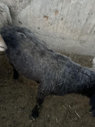 Баран, овца: Продаю | Баран (самец) | Полукровка | Для разведения — 12