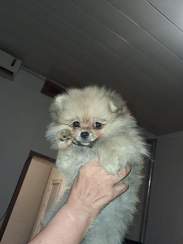 spitz it: Şpitz, 2 ay, Dişi — 7