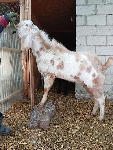 Козы, козлы: Продаю | Коза (самка) | Для разведения — 5