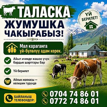 колцо бетон: Требуется Пастух — 1