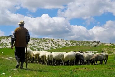 работа чабана: Требуется Пастух