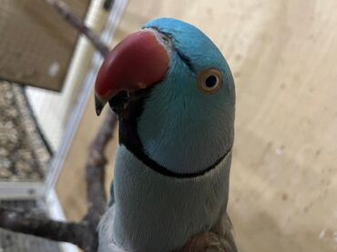 Digər quşlar: Məhsul: Halqa boyunlu parakitlər (Alexandrine/Indian Ringneck növü) — 1
