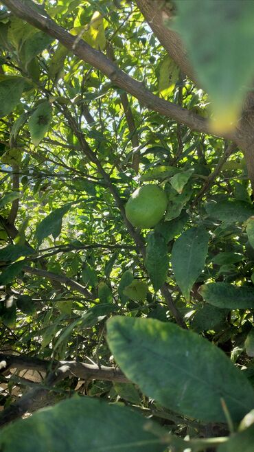 mixek gulunun diger adi nedir: Məhsul: Limon ağacı (meyvəli) - Şəkillərdə gördüyünüz sağlam, güclü