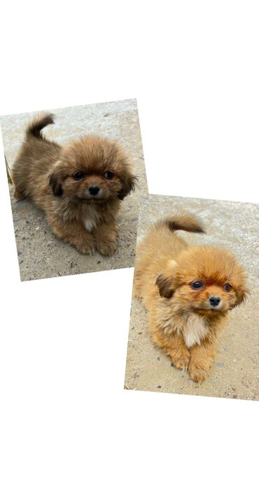 it üçün kəmər: Pekines, 2 ay, Erkek, Peyvəndli, Ünvandan götürmə