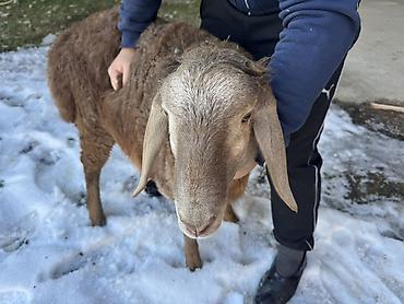 Баран, овца: Продаю | Баран (самец) | Арашан | Для разведения | Племенные, Осеменитель — 6